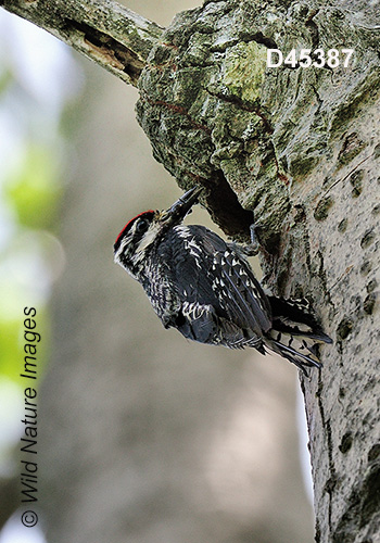 Yellow-bellied Sapsucker (Sphyrapicus varius)